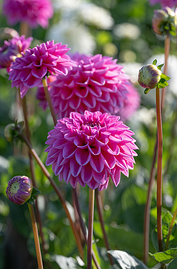 Dahlia Pink Sylvia I