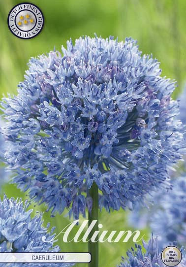 Allium Caeruleum x15 5/+