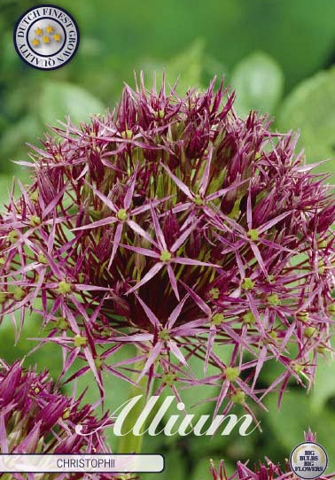 Allium Christophii x5 12/14