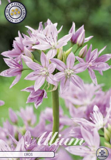 Allium Eros x10 5/6