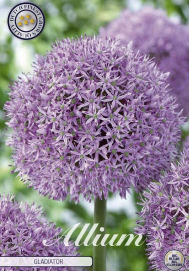 Allium Gladiator x1 20/+