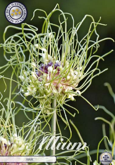 Allium Hair x10 5/6