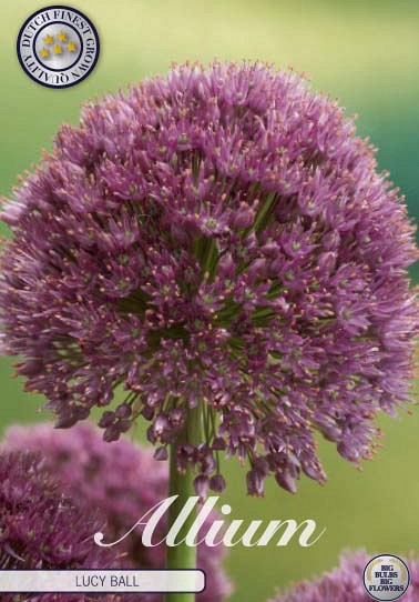 Allium Lucy Ball x 1 22/24