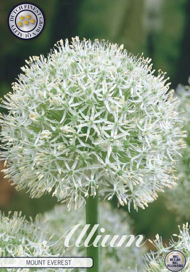 Allium Mount Everest x1 24/+