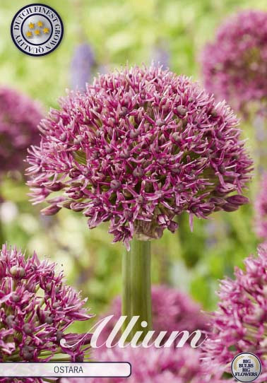 Allium Ostara x3 14/16