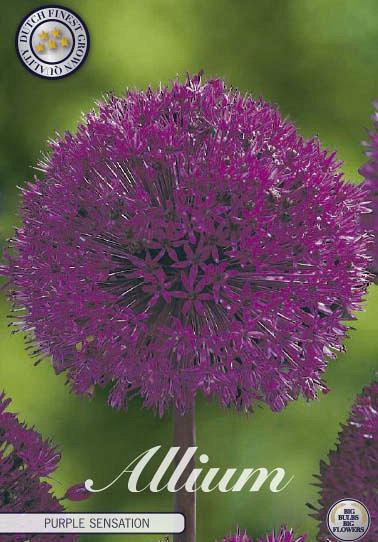 Allium Purple Sensation x5 12/14