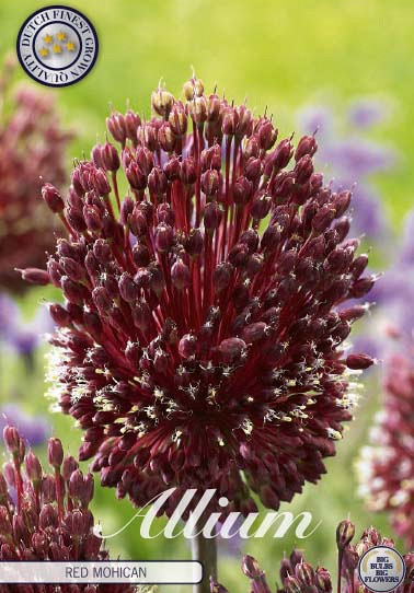 Allium Red Mohican x 2 14/16