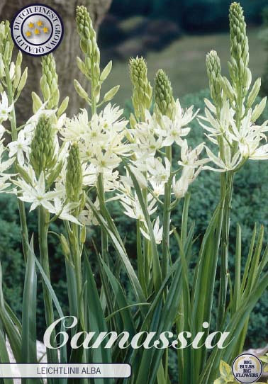 Camassia Leichtlinii Alba x3 14/16