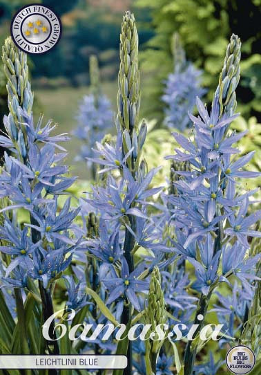 Camassia Leichtlinii blue x 3 14/16