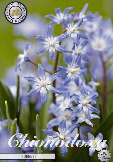 Chionodoxa Forbesii x20 5/6