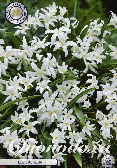 Chionodoxa Luciliae Alba x20 5/6