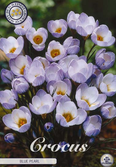 Crocus Chrysanthus Blue Pearl x10 5/6