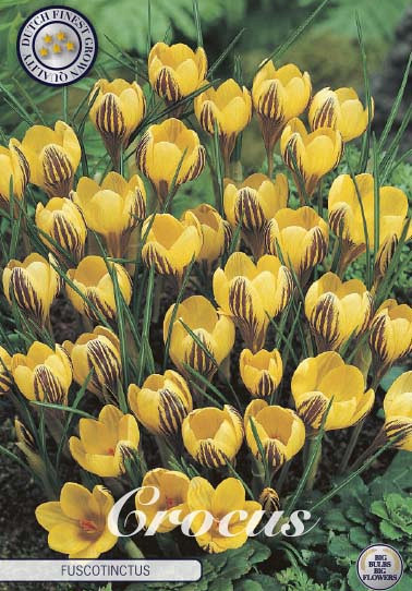 Crocus Chrysanthus Fuscotinctus x20 5/6