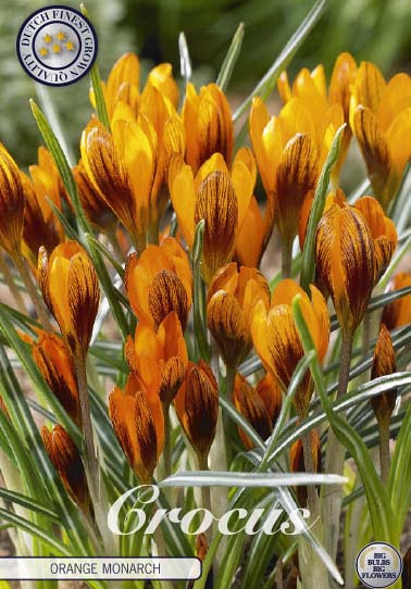 Crocus Chrysanthus Orange Monarch x10 5/7