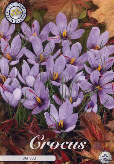 Crocus Sativus x10 8/9