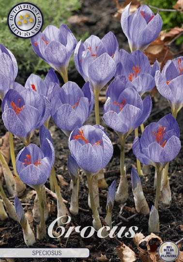 Crocus Speciosus x15 5/6