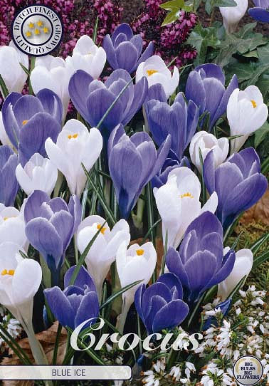 Crocus Vernus Blue Ice x10 8/9