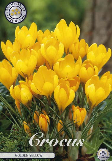 Crocus Vernus Golden Yellow x10 8/9