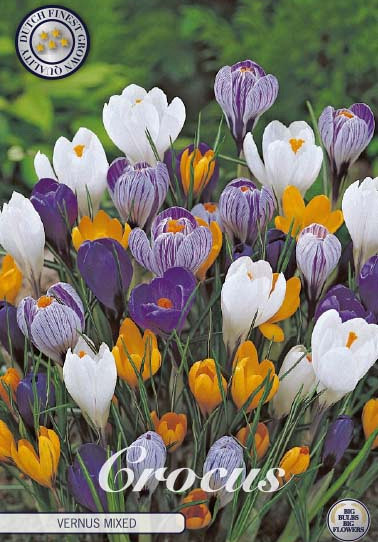 Crocus Vernus Mixed x10 8/9