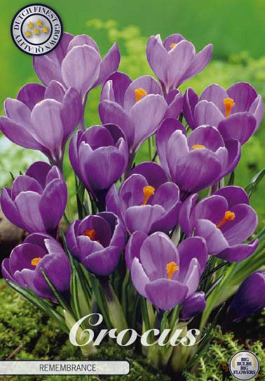 Crocus Vernus Remembrance x10 8/9