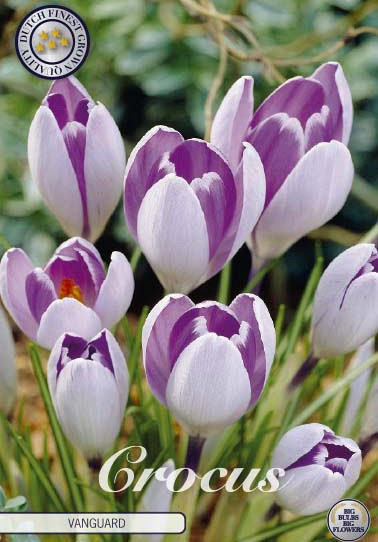 Crocus Vernus Vanguard x10 8/9