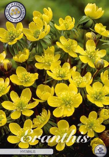 Eranthis Hyemalis x10 5/6