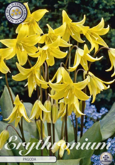 Erythronium Pagoda x1 l .