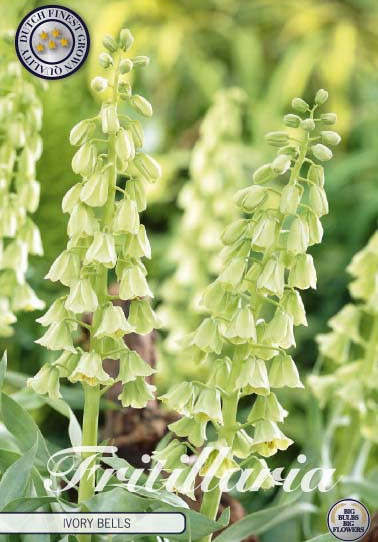 Fritillaria Imp. Ivory Bells x1 24/26