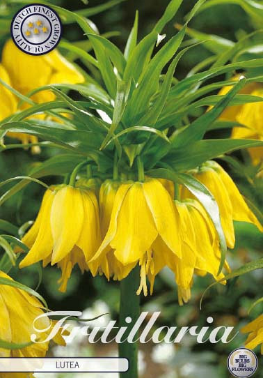 Fritillaria Imp. Lutea x1 24/26