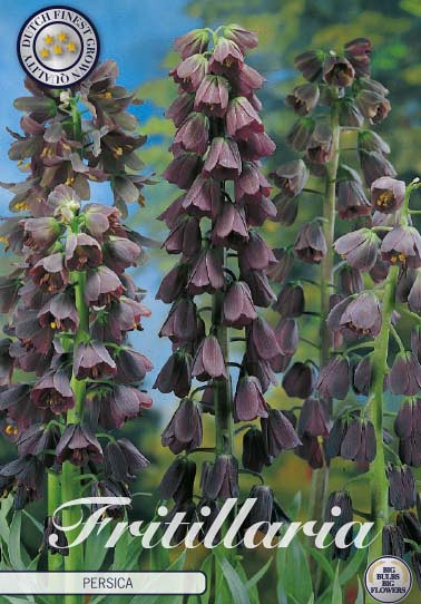 Fritillaria Persica x1 24/26