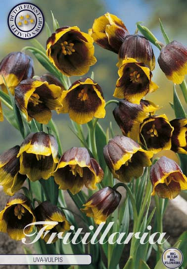 Fritillaria Uva Vulpis x10 8/9