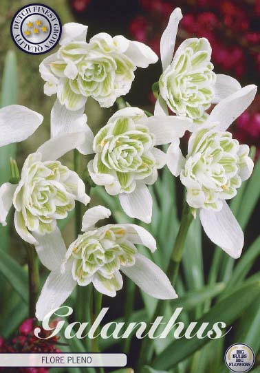 Galanthus Nivalis Flore Pleno x7 5/6