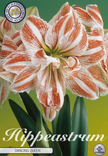 Hippeastrum Dancing Queen x1 30/32