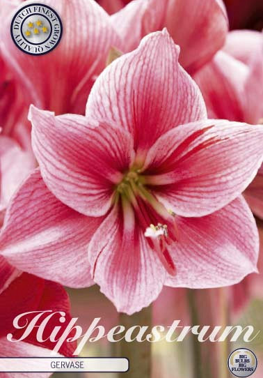 Hippeastrum Gervase x1 30/32