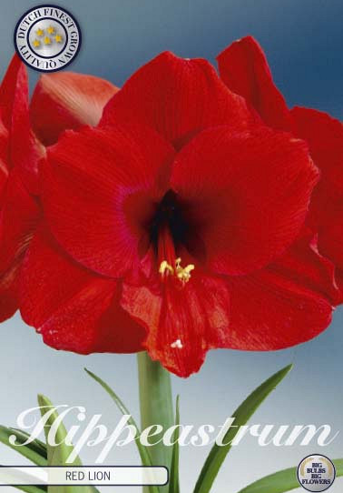 Hippeastrum Red Lion x1 30/32