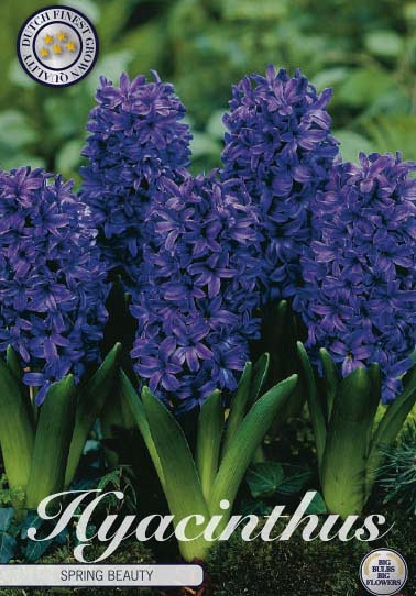 Hyacinthus Spring Field x5 15/16