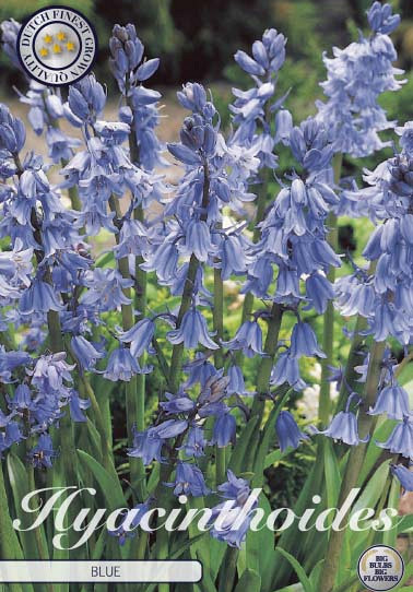 Hyacintoides Hispanica Blue x10 8/9