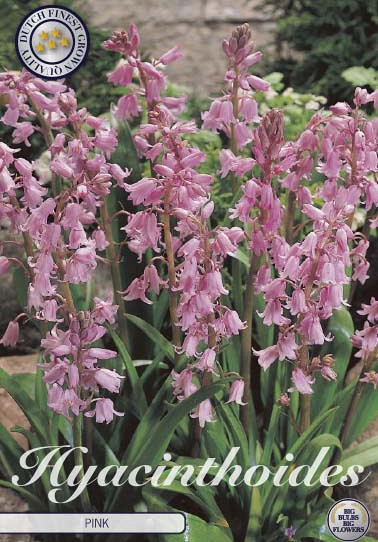 Hyacintoides Hispanica Pink x10 8/9