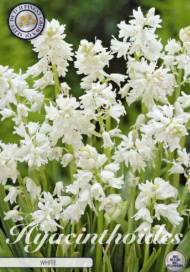 Hyacintoides Hispanica White x10 8/9