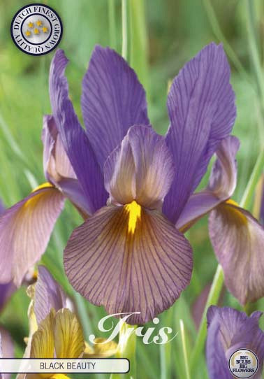 Iris Hollandica Black Beauty x15 8/9