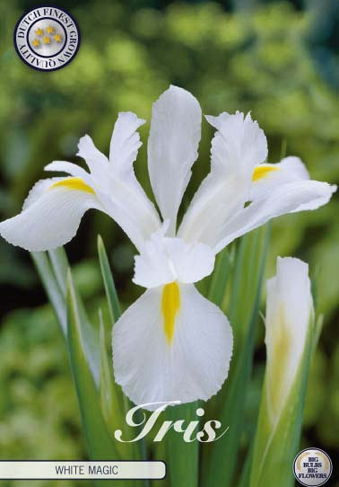 Iris Hollandica White Magic x15 8/9