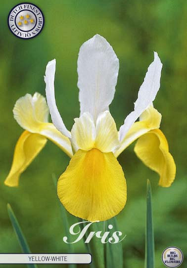 Iris Hollandica Symphony x15 8/9