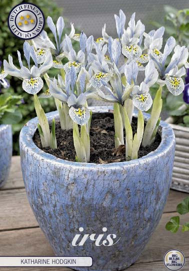 Iris Reticulata Katharina Hodgkin x15 5/6