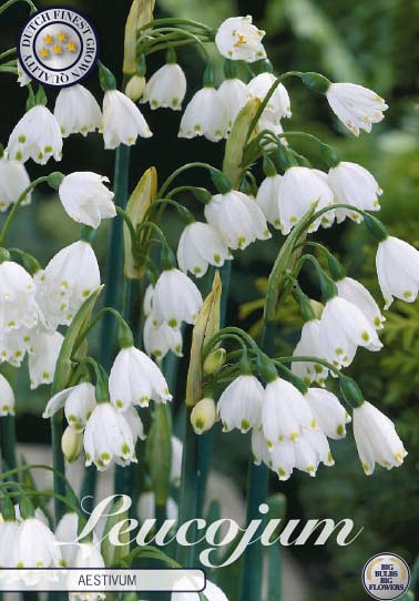 Leucojum Aestivum x10 10/12