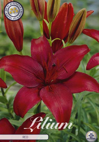 Lilium Asiatic Red  x2 16/18