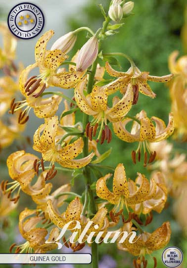 Lilium Guinea Gold x1 14/16