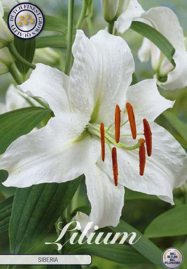 Lilium Oriental Siberia x2 16/18