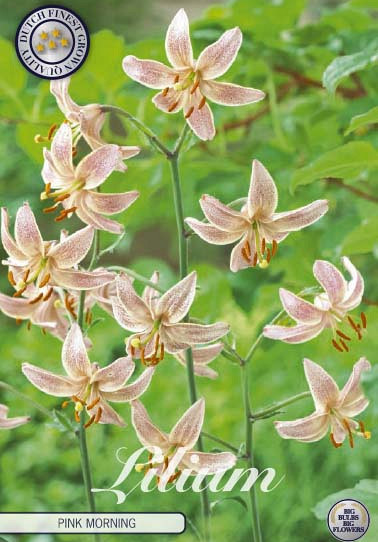 Lilium Pink Morning x1 14/16