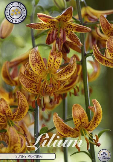 Lilium Sunny Morning x1 14/16