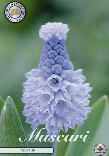 Muscari Azureum x15 5/6